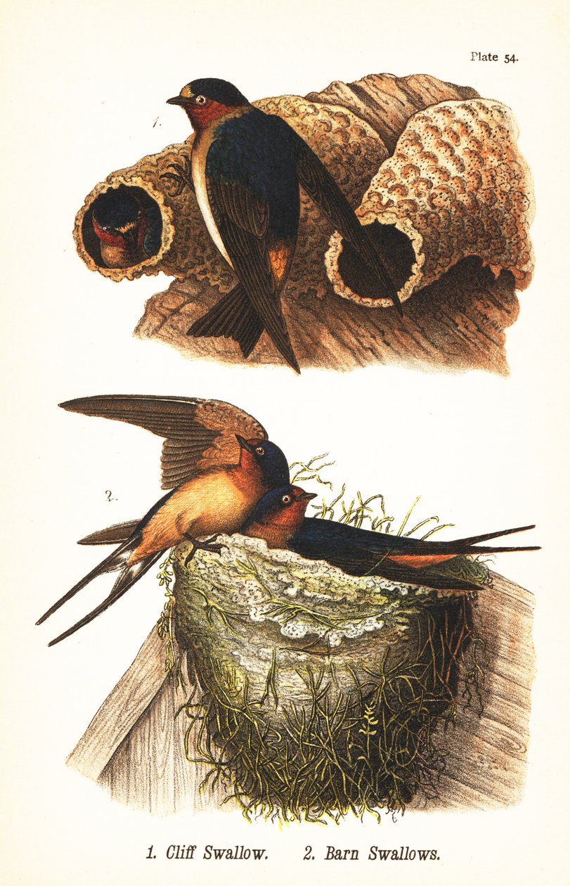 Klippsvala, Petrochelidon pyrrhonota 1 och ladugårdssvala, Hirundo rustica 2 av John James (after) Audubon