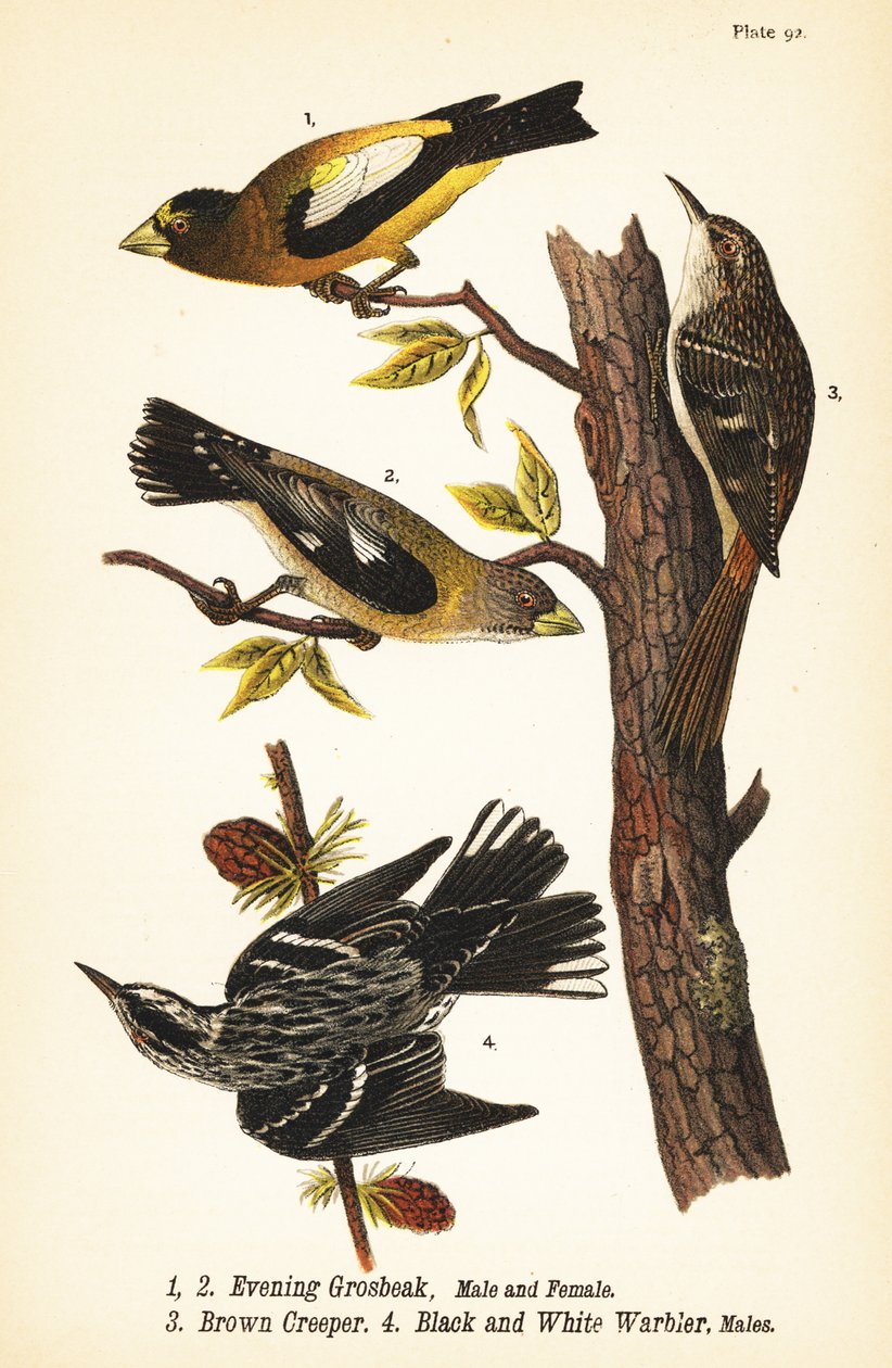 Kvällsnäbb, Coccothraustes vespertinus 1,2, brun ranka, Certhia americana 3 och svartvit sångare, Mniotilta varia 4 av John James (after) Audubon