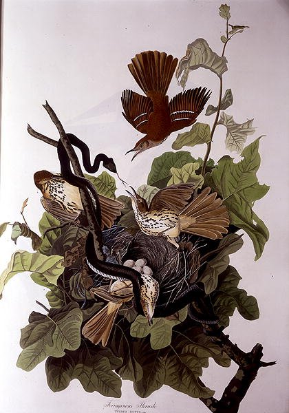 Ferruginous Thrush, från 