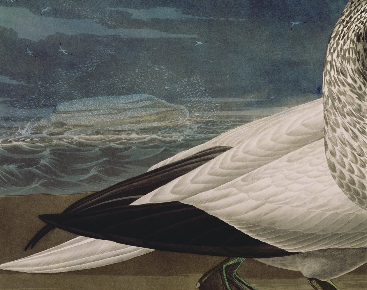 Gannets, från 