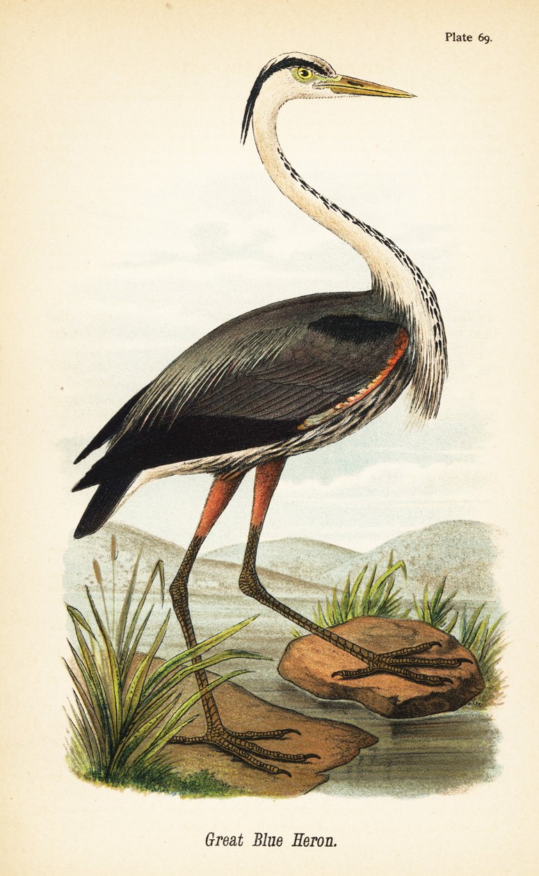 Stor blåhäger, Ardea herodias av John James (after) Audubon