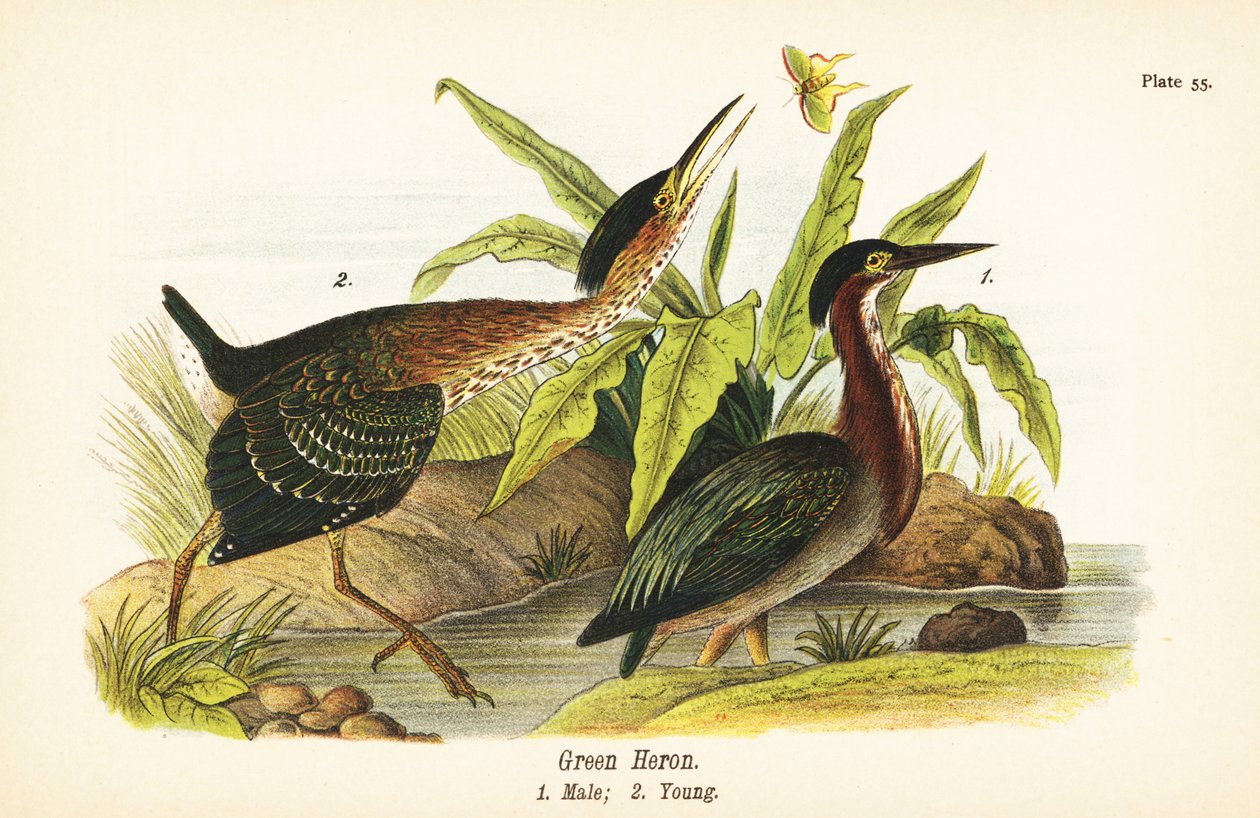 Grön häger, Butorides virescens, hane 1, ung 2 av John James (after) Audubon