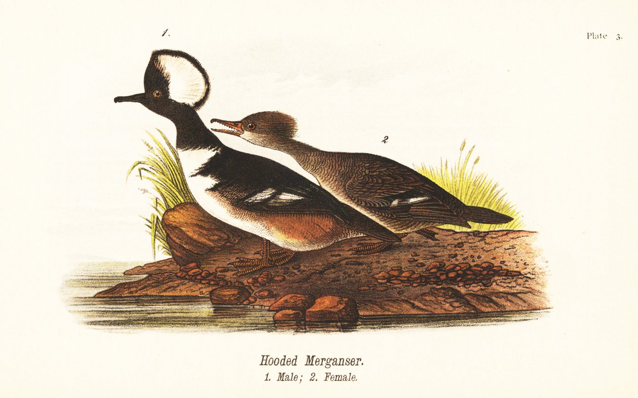 Huvhacka, Lophodytes cucullatus, hane 1, hona 2 av John James (after) Audubon