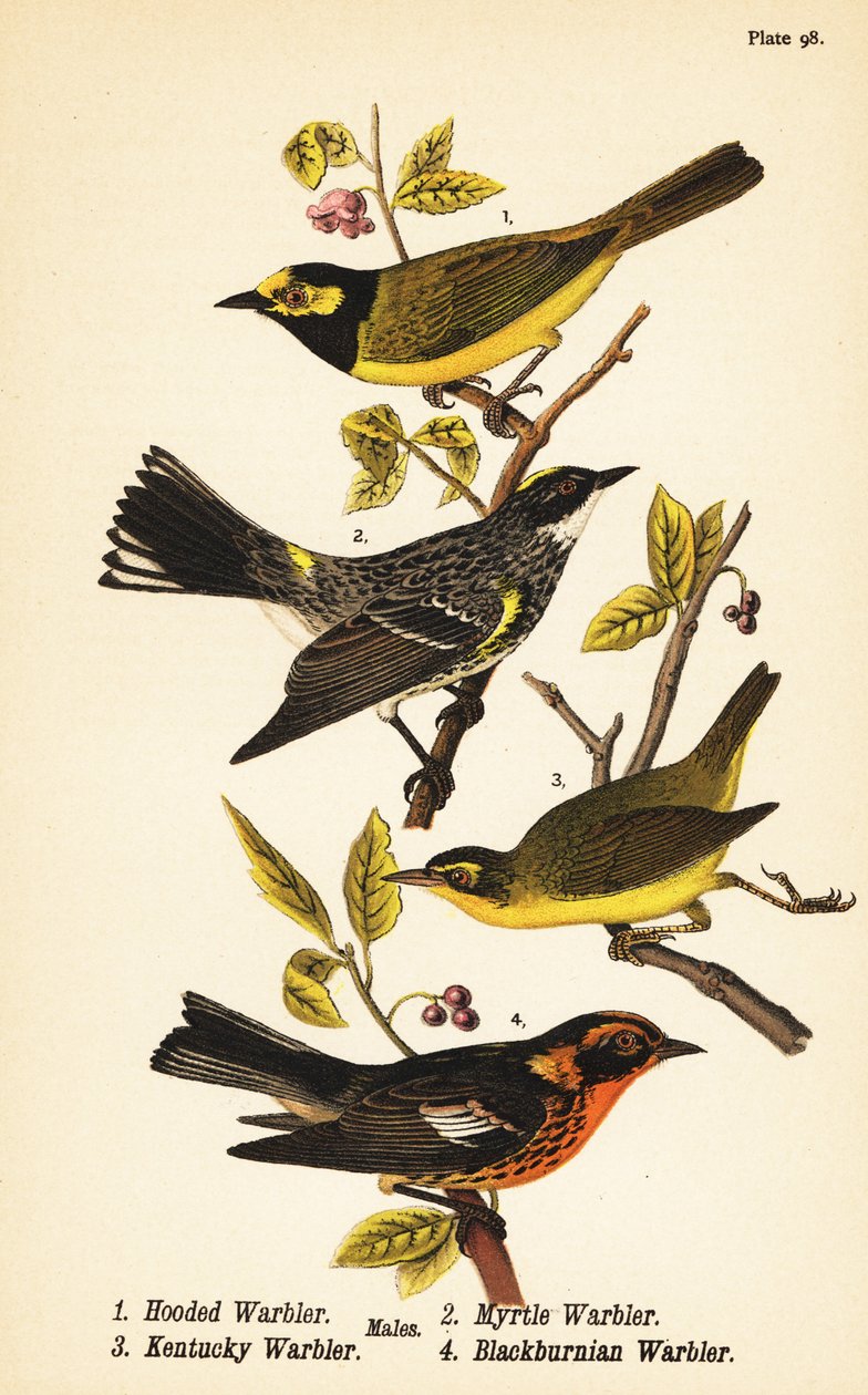 Huvsångare, Setophaga citrina 1, gulgumpad sångare, Setophaga coronata 2, Kentucky sångare, Geothlypis formosa 3 och Blackburnian sångare, Setophaga fusca 4 av John James (after) Audubon