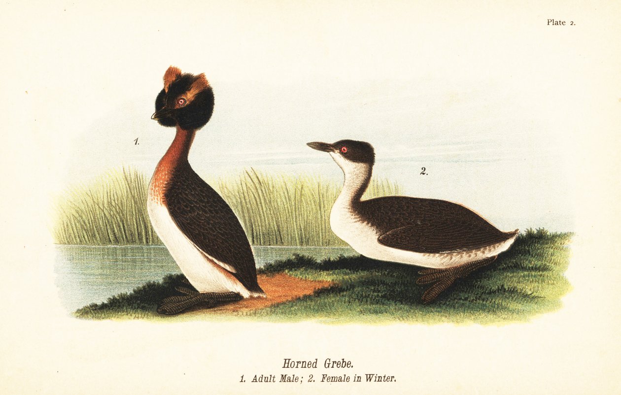 Horndopping, Podiceps auritus, vuxen hane 1 och hona i vinterfjäderdräkt av John James (after) Audubon