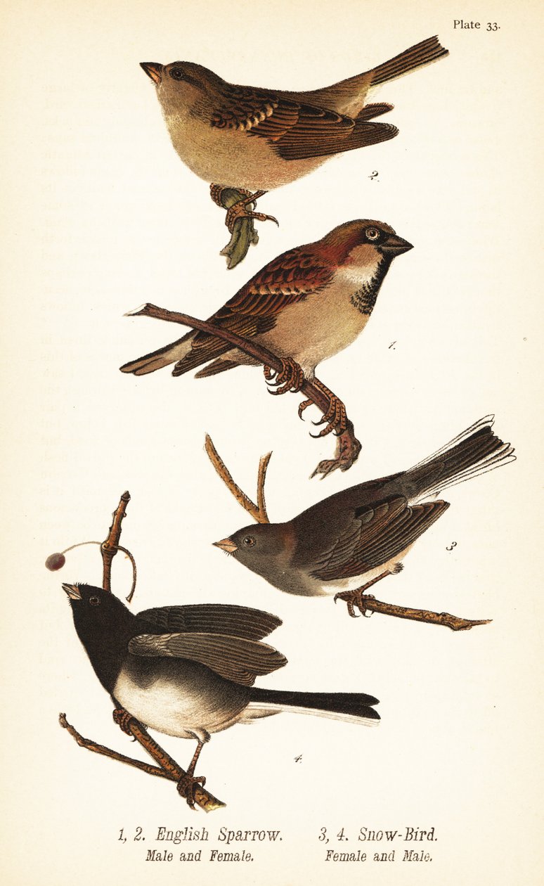 Hussparv, Passer domesticus och mörkögd junco, Junco hyemalis av John James (after) Audubon