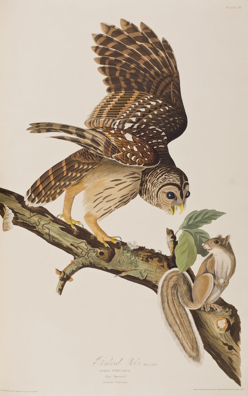 Illustration från "Birds of America" av John James Audubon av John James (after) Audubon