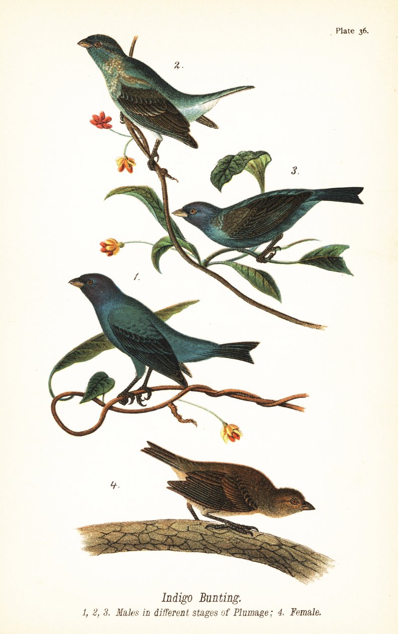 Indigosparv, Passerina cyanea, hanar i olika stadier av fjäderdräkt 1,2,3 och hona 4 av John James (after) Audubon