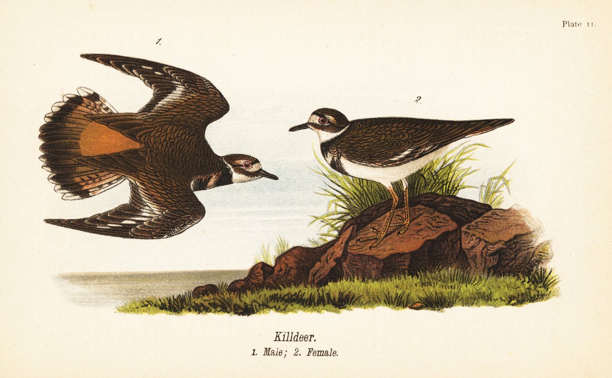 Killdeer, Charadrius vociferus, hane 1, hona 2 av John James (after) Audubon