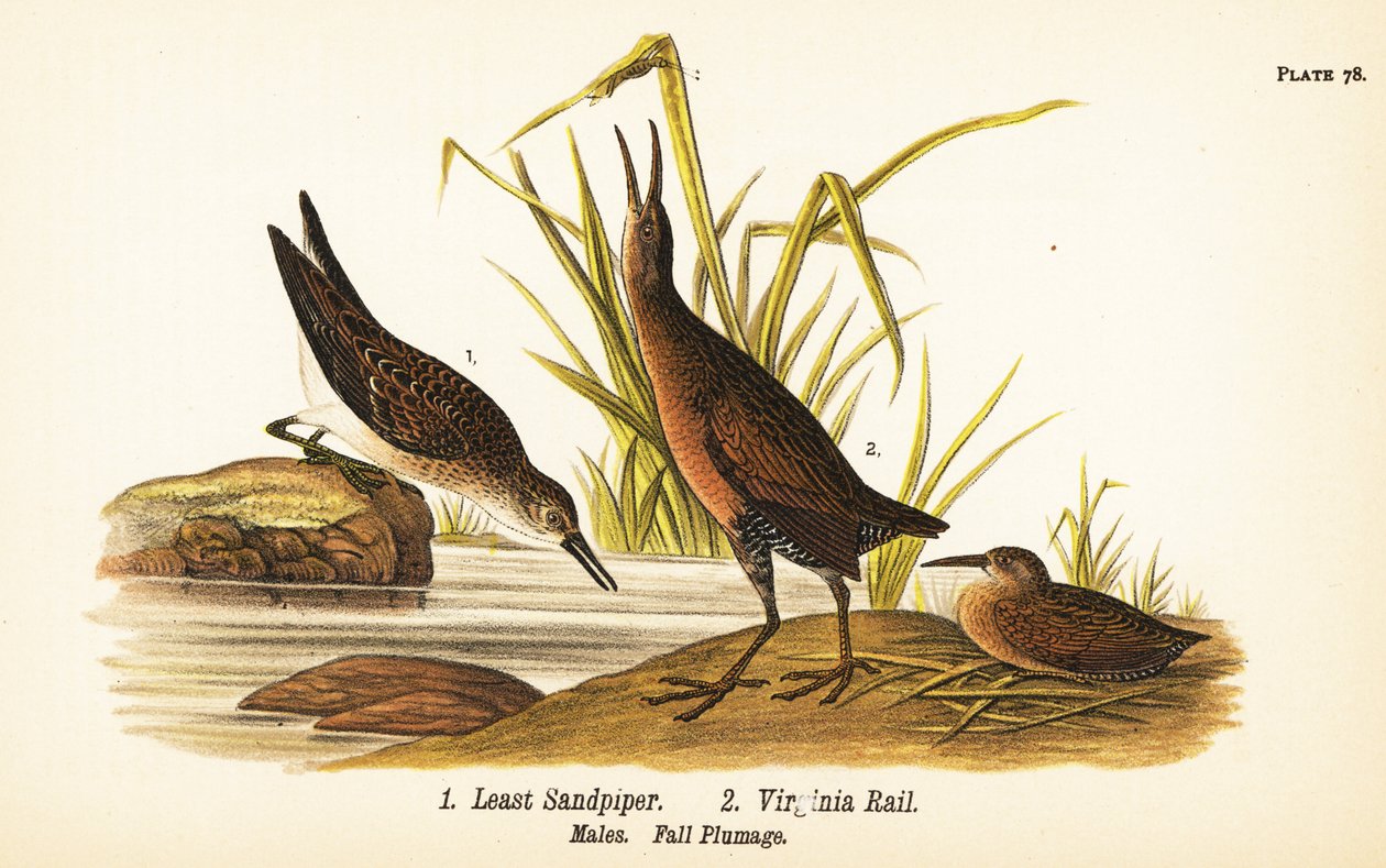 Minst snäppa, Calidris minutilla 1 och Virginia rail, Rallus limicola 2 av John James (after) Audubon