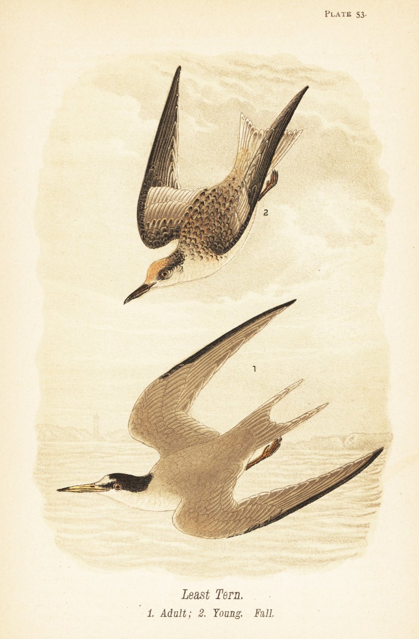 Tärna, Sternula antillarum, vuxen 1, ung, fallfjäderdräkt 2 av John James (after) Audubon