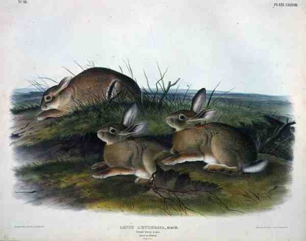 Lepus Artemesia (Worm Wood Hare), plåt 88 från 