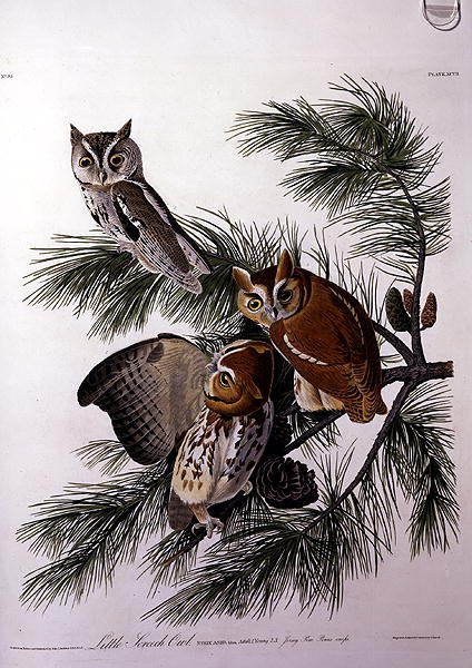 Little Screech Owl, från 