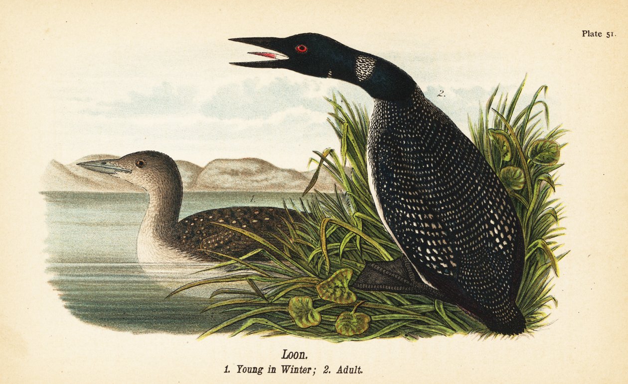 Lomma, Gavia immer, ung på vintern 1, vuxen 2 av John James (after) Audubon