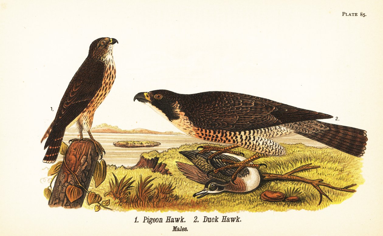 Merlin, Falco columbarius 1 och pilgrimsfalk med anka, Falco peregrinus 2 av John James (after) Audubon
