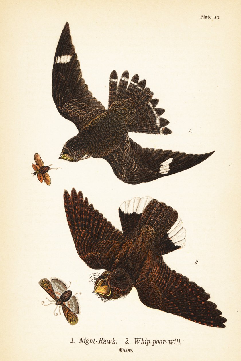 Natthök, Chordeiles moll 1 och östlig pisk-fattig-vilja, Antrostomus vociferus, pisk-fattig-vilja 2, hanar av John James (after) Audubon