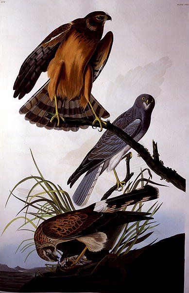 Northern Harrier (Marsh Hawk), från 