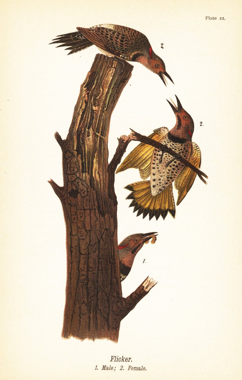 Nordligt flimmer, Colaptes auratus av John James (after) Audubon