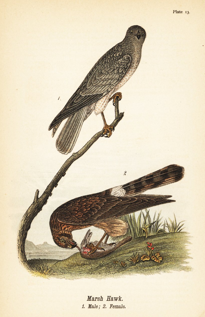 Nordhök, Circus hudsonius av John James (after) Audubon