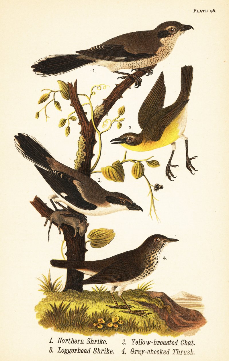 Torntorn, Lanius borealis 1, gulbröst chatt, Icteria viridis 2, tofflor, Lanius japonicus av John James (after) Audubon