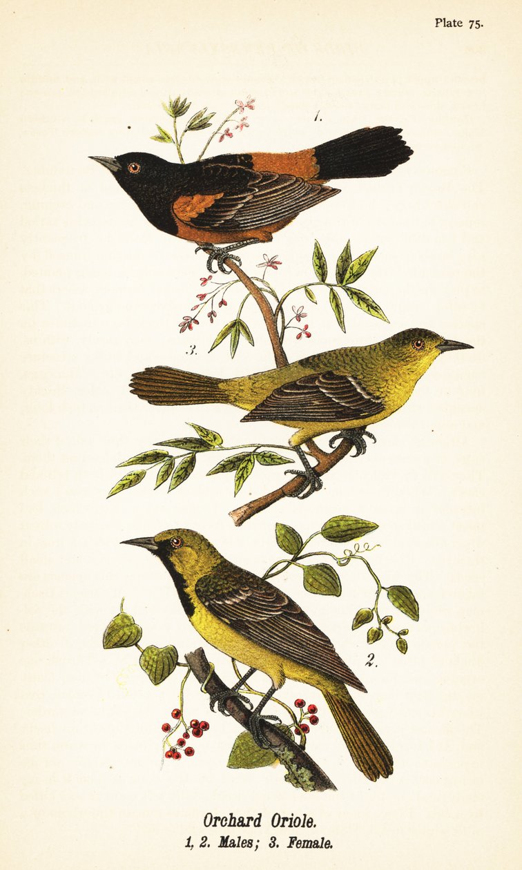 Orchard Oriole, Icterus spurius, hanar 1,2 och hona 3 av John James (after) Audubon