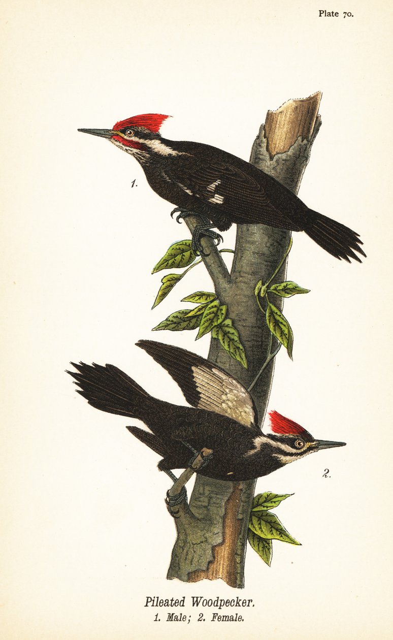 Pilead hackspett, Dryocopus pileatus, hane 1, hona 2 av John James (after) Audubon