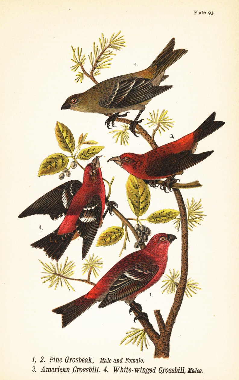 Pine grosbeak, Pinicola enucleator, hane 1, hona 2, amerikansk korsnäbb eller röd korsnäbb, Loxia curvirostra 3, vitvingad korsnäbb, Loxia leucoptera 4, hanar av John James (after) Audubon