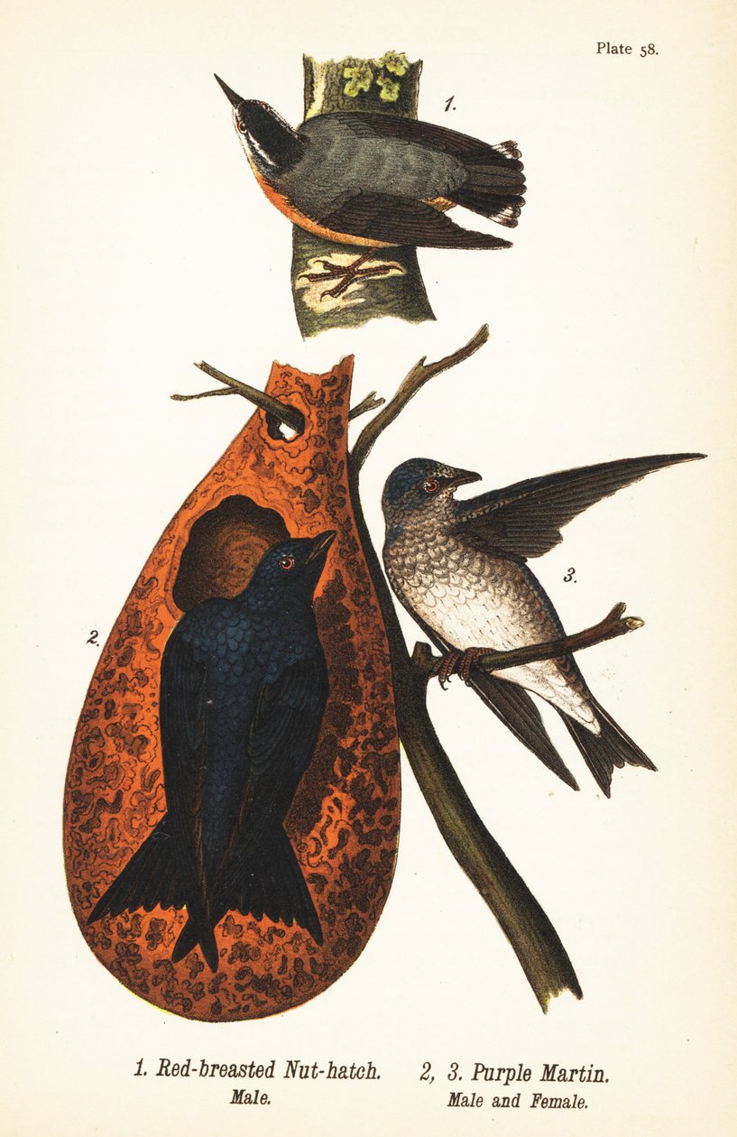Rödbröst nötväcka, Sitta canadensis, hane 1, och purple martin, Progne subis, hane 2 och hona 3 av John James (after) Audubon