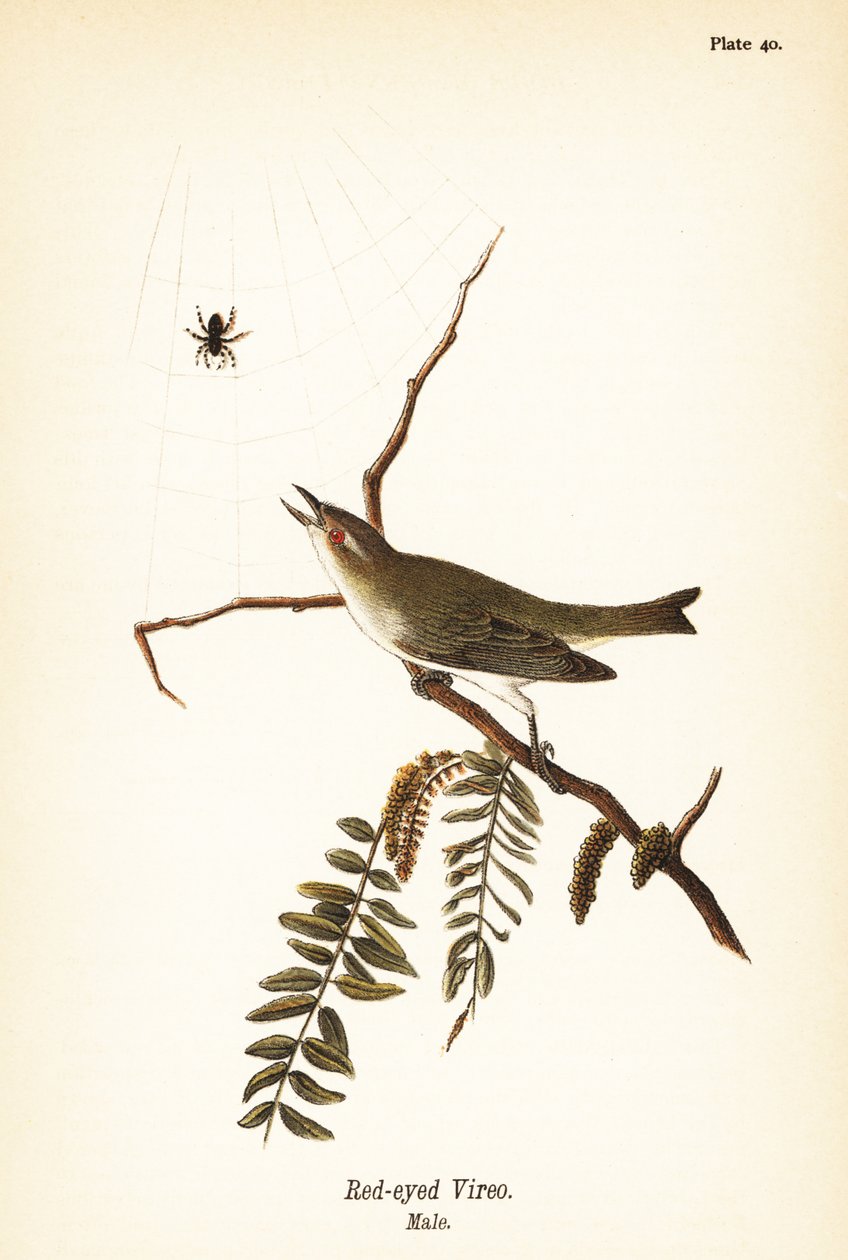 Rödögd vireo, Vireo olivaceus, hane av John James (after) Audubon