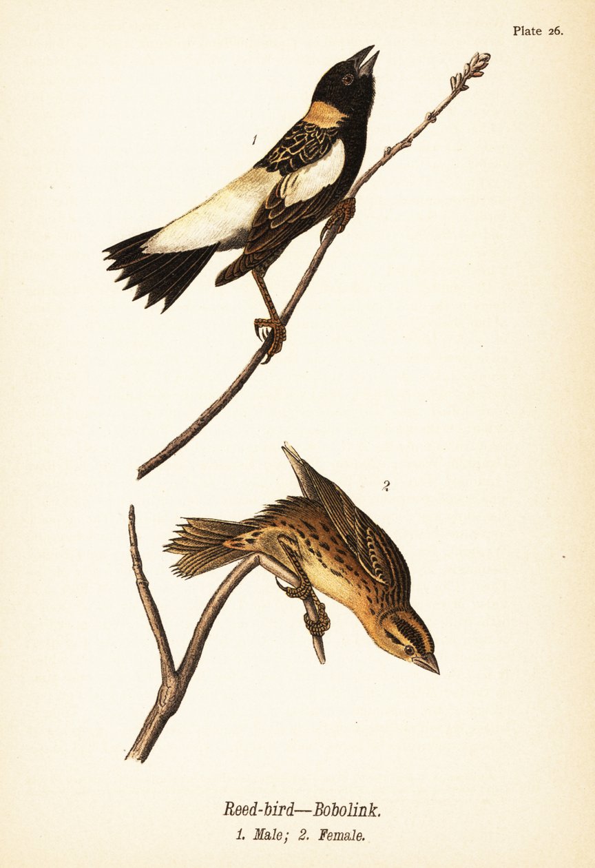 Vassfågel eller bobolink, Dolichonyx oryzivorus, hane 1, hona 2 av John James (after) Audubon