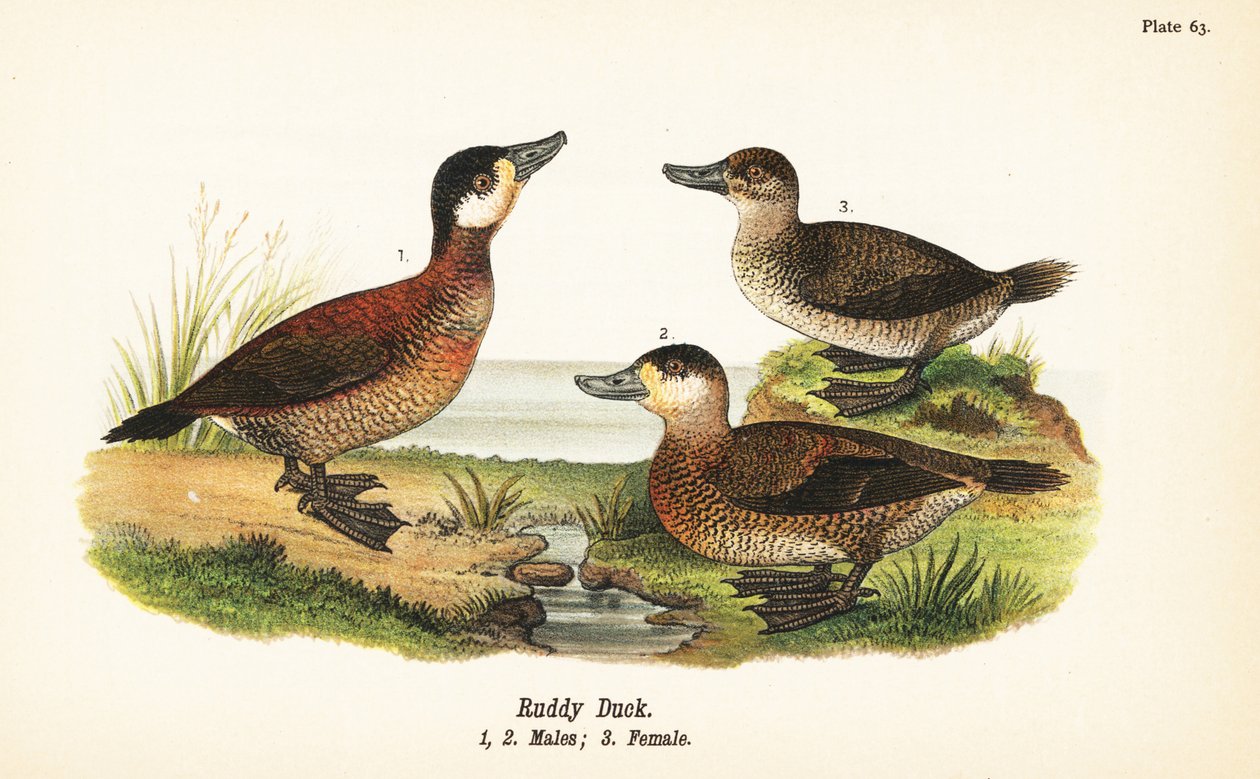 Ruddy anka, Oxyura jamaicensis, hanar 1,2 och hona 3 av John James (after) Audubon