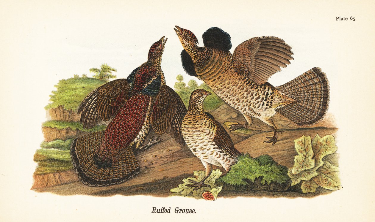 Ruffad ripa, Bonasa umbellus av John James (after) Audubon