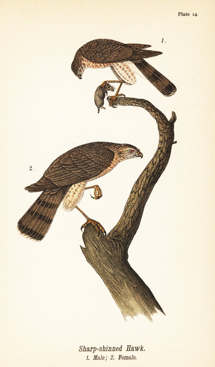 Skarpskinnad hök, Accipiter striatus, hane med byte 1, hona 2 av John James (after) Audubon
