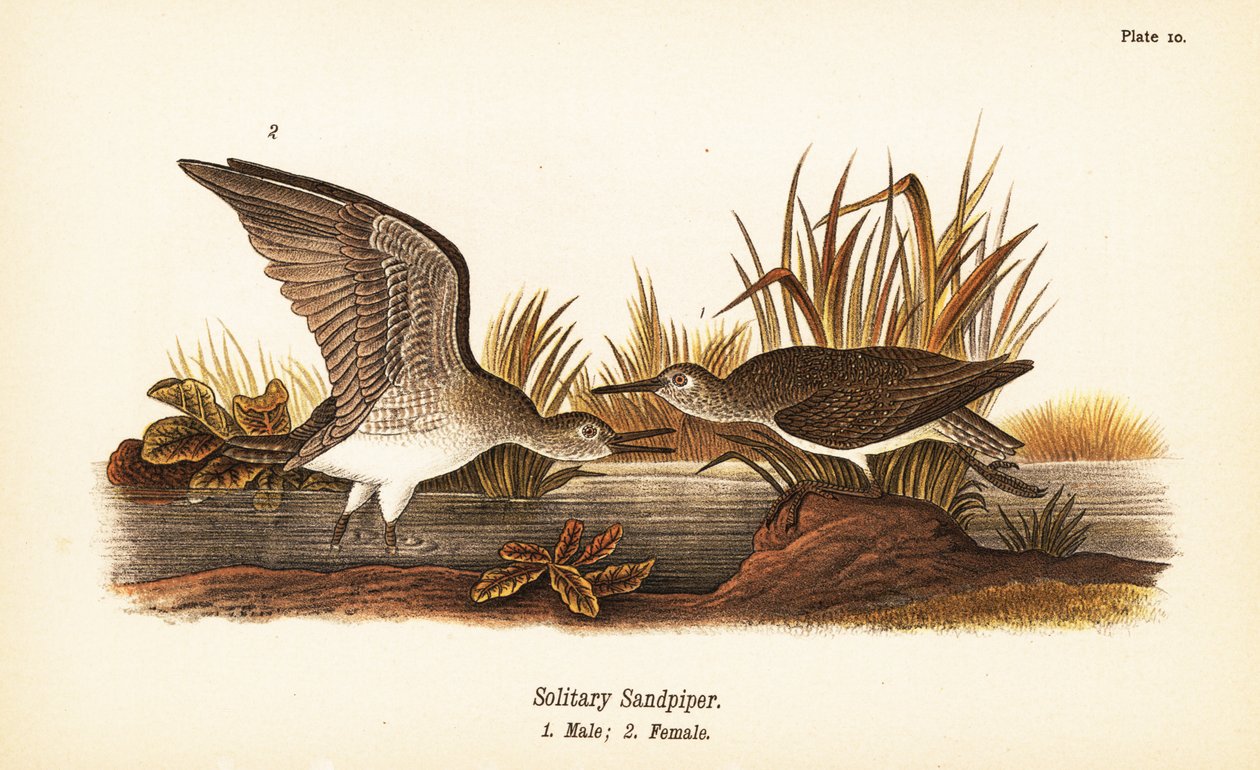 Ensam snäppa, Tringa solitaria, hane 1, hona 2 av John James (after) Audubon