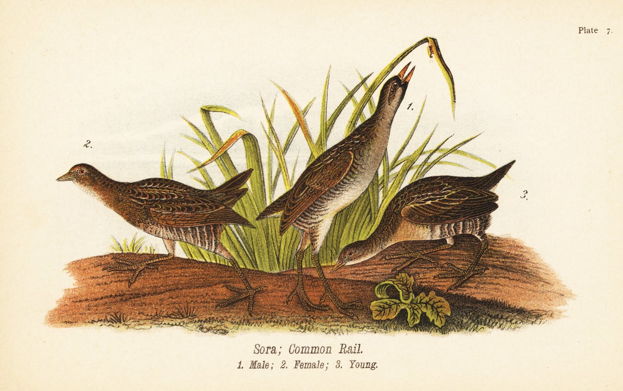 Sora eller common rail, Porzana carolina, hane 1, hona 2, ung 3 av John James (after) Audubon