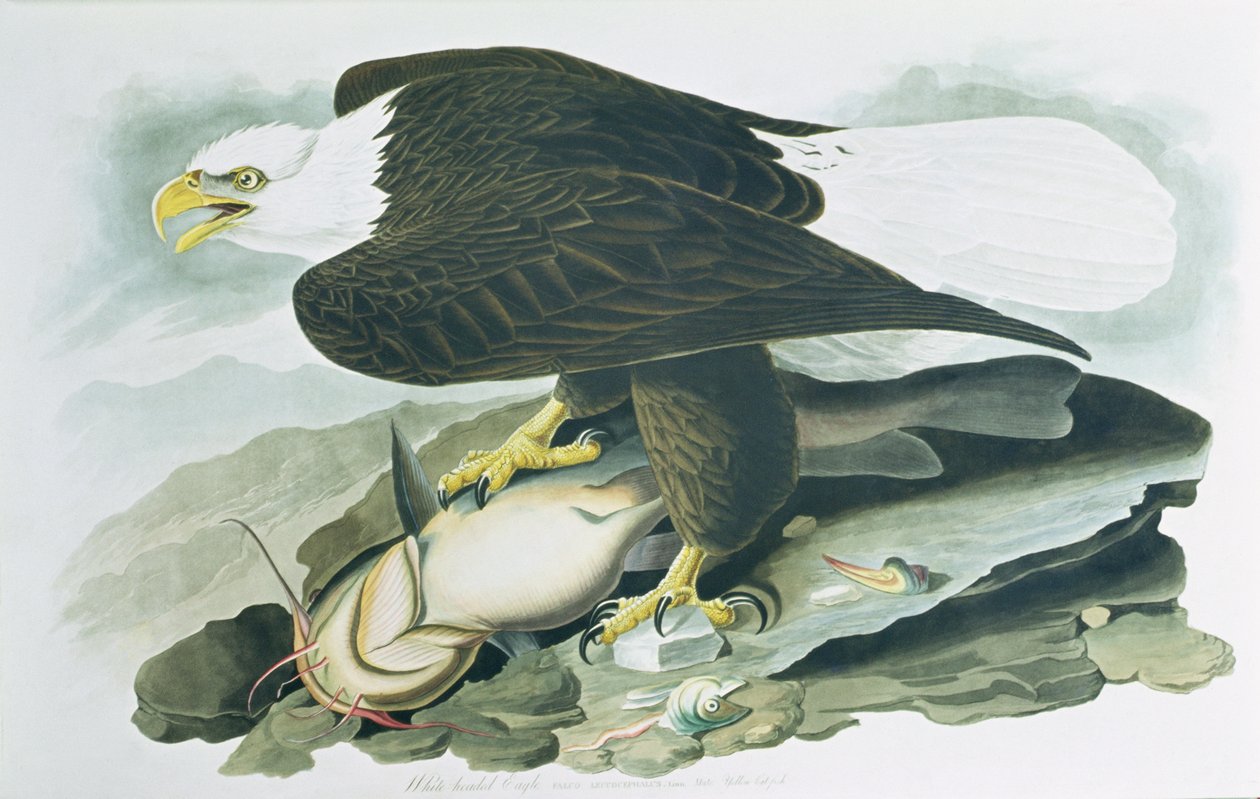 The Bald Headed Eagle från 
