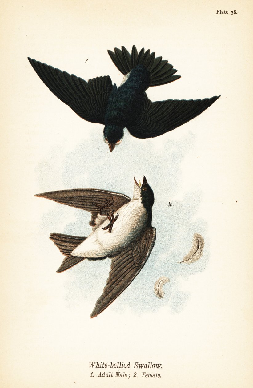 Trädsvala, Tachycineta bicolor av John James (after) Audubon