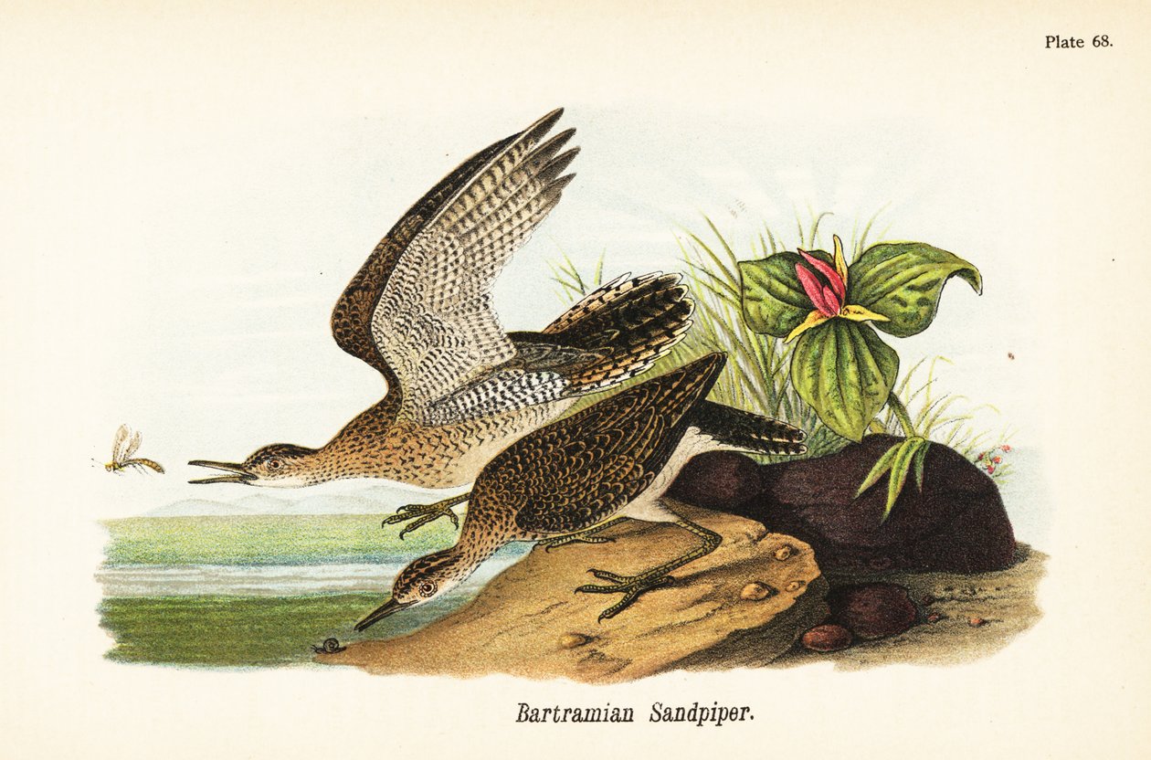Höglandssnäppa, Bartramia longicauda av John James (after) Audubon