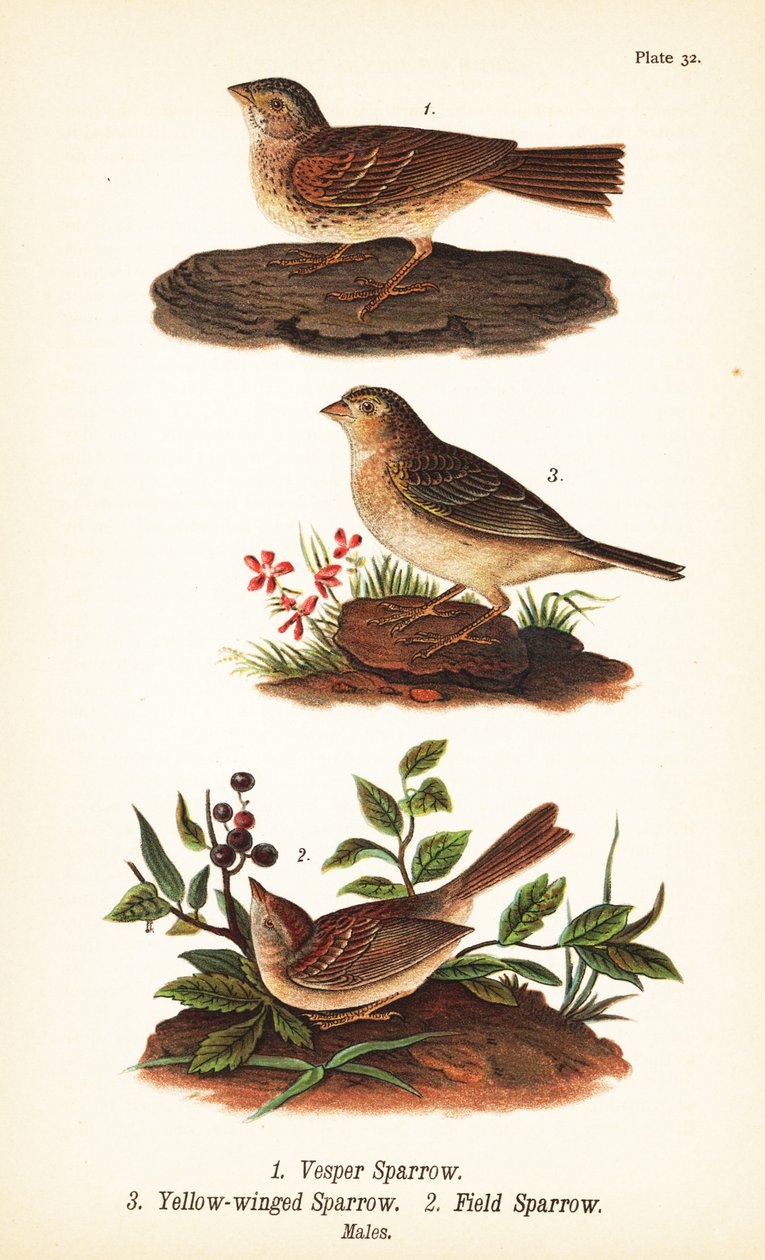 Vespersparv, Pooecetes gramineus 1, grässparv, Ammodramus savannarum 2 och åkersparv, Spizella pusilla 3 av John James (after) Audubon