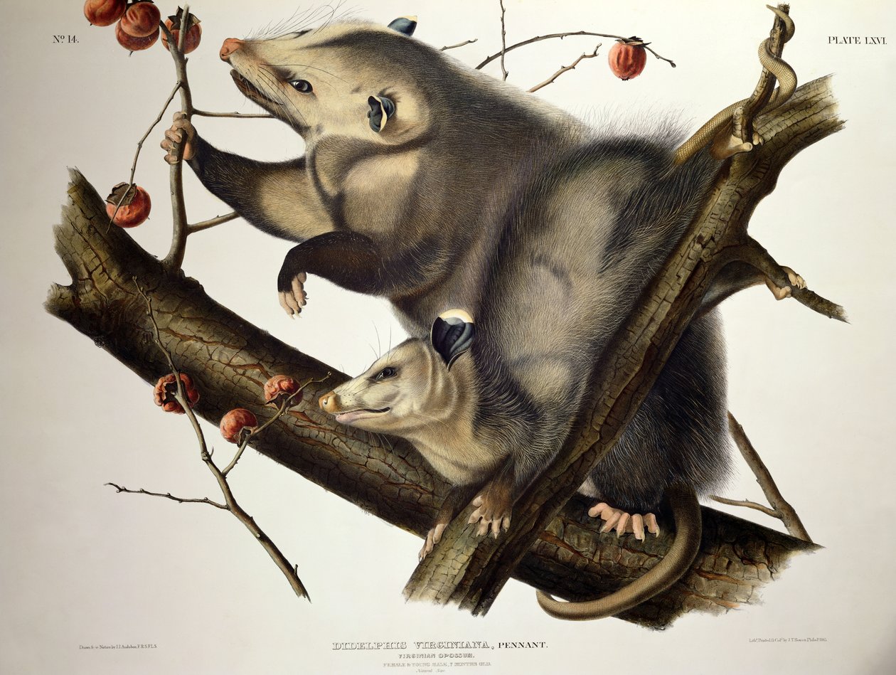 Virginian Opossum, från 