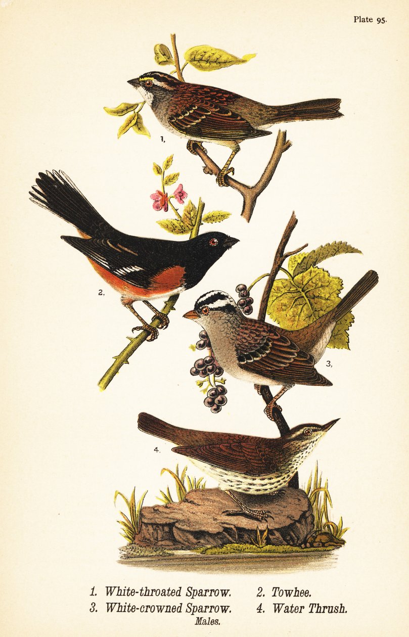 Vitstrupsparv, Zonotrichia albicollis 1, östlig towhee, Pipilo erythrophthalmus 2, vitkronad sparv, Zonotrichia leucophrys 3 och nordlig vattentrast, Parkesia noveboracensis 4 av John James (after) Audubon