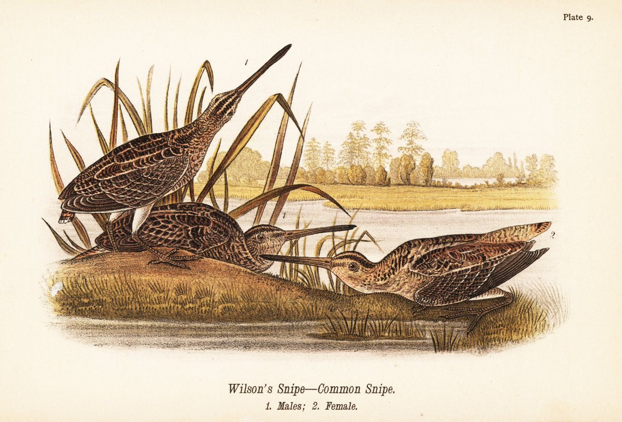 Wilsons beckasin eller vanlig beckasin, Gallinago delicata, hanar 1, hona 2 av John James (after) Audubon