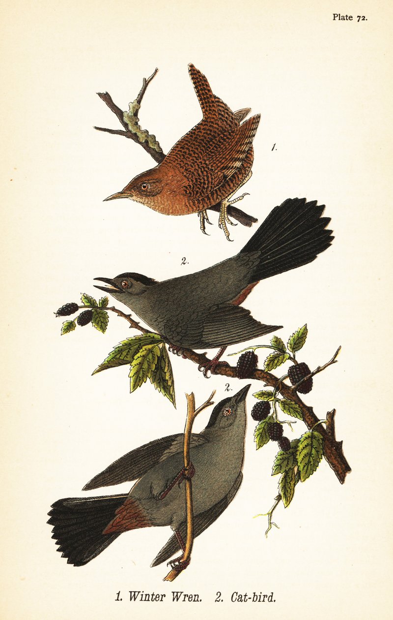 Vintergärdsmyg, Troglodytes hiemalis 1 och gråkattfågel, Dumetella carolinensis kattfågel 2 av John James (after) Audubon