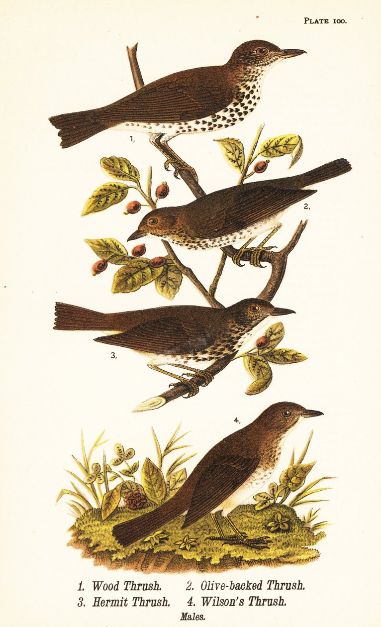 Trätrast, Hylocichia mustelina 1, Swainson