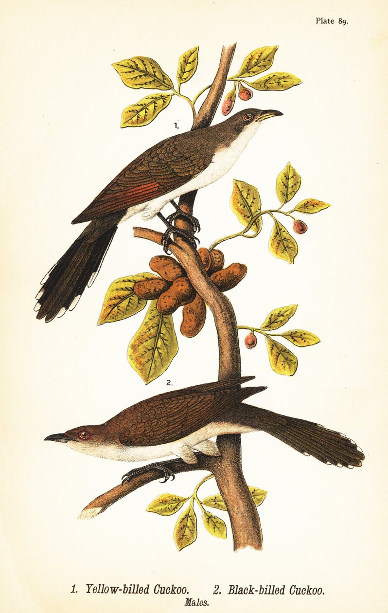 Gulnäbbgök, Coccyzus americanus 1, och svartnäbbgök, Coccyzus erythropthalmus 2, hanar av John James (after) Audubon