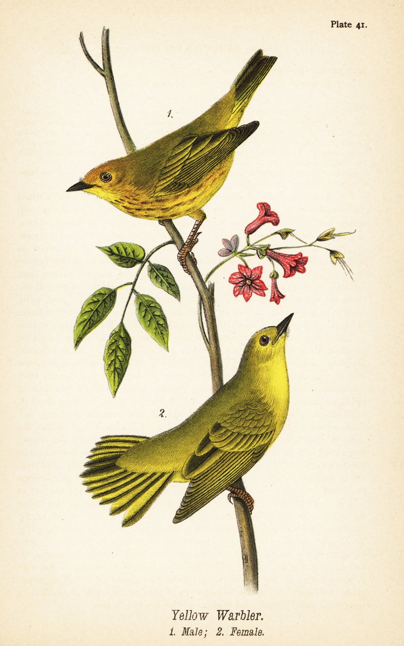Gulsångare, Setophaga petechia, hane 1, hona 2 av John James (after) Audubon