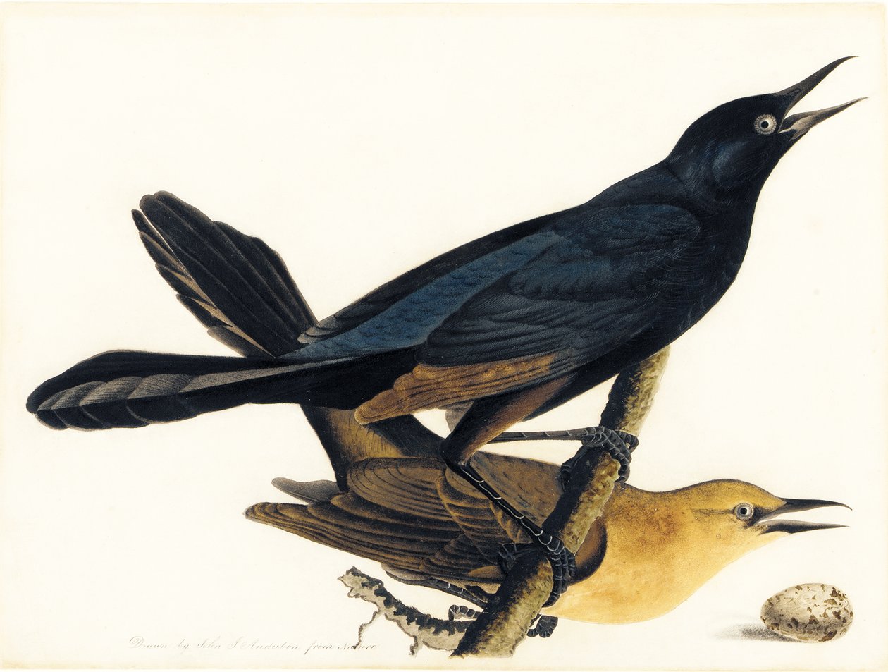 Ett par båtstjärtade grackles av John James Audubon