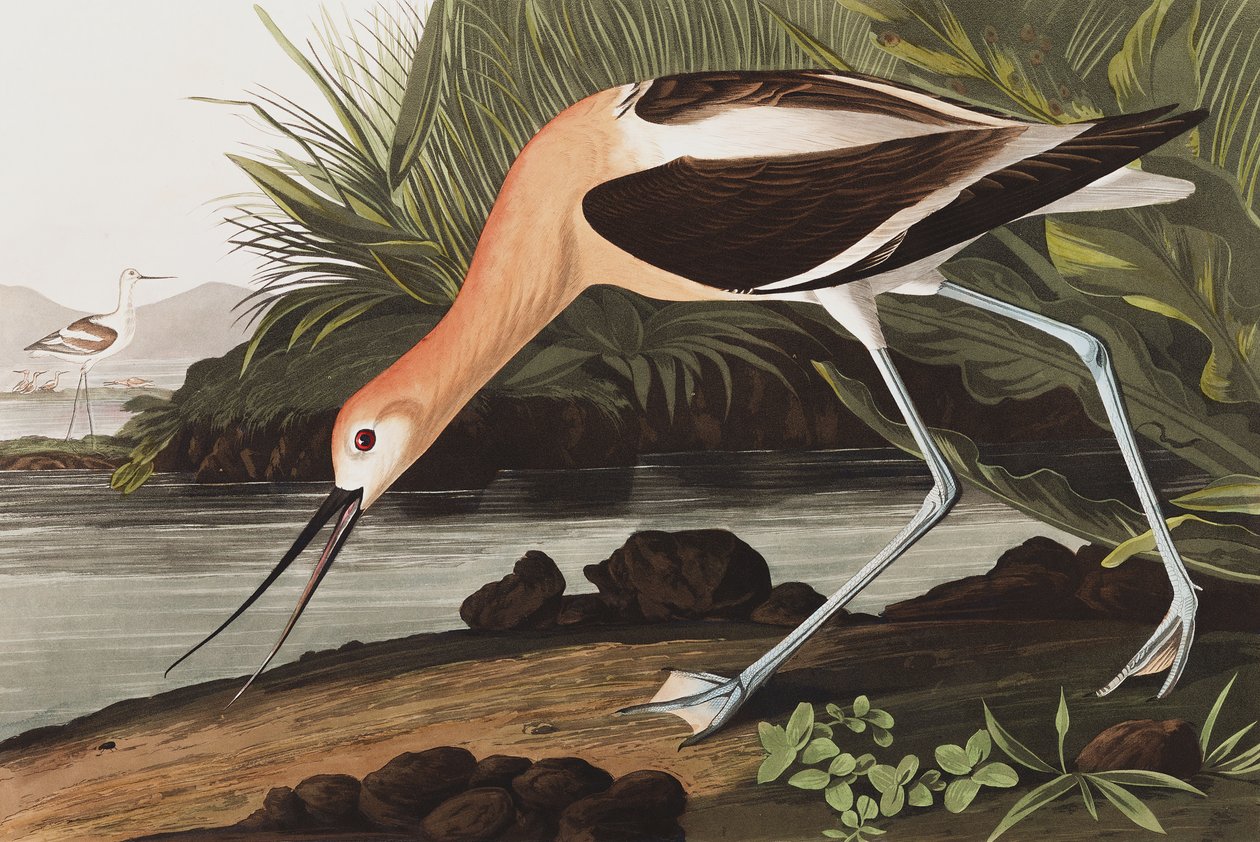 American Avocet, Recurvirostra Americana, från "The Birds of America" av John J. Audubon, pub. 1827-38 av John James Audubon