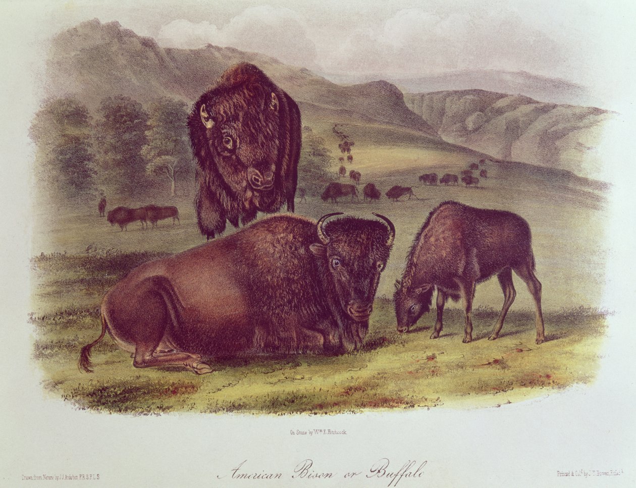 American Bison or Buffalo, från "Quadrupeds of North America", 1842-45 av John James Audubon