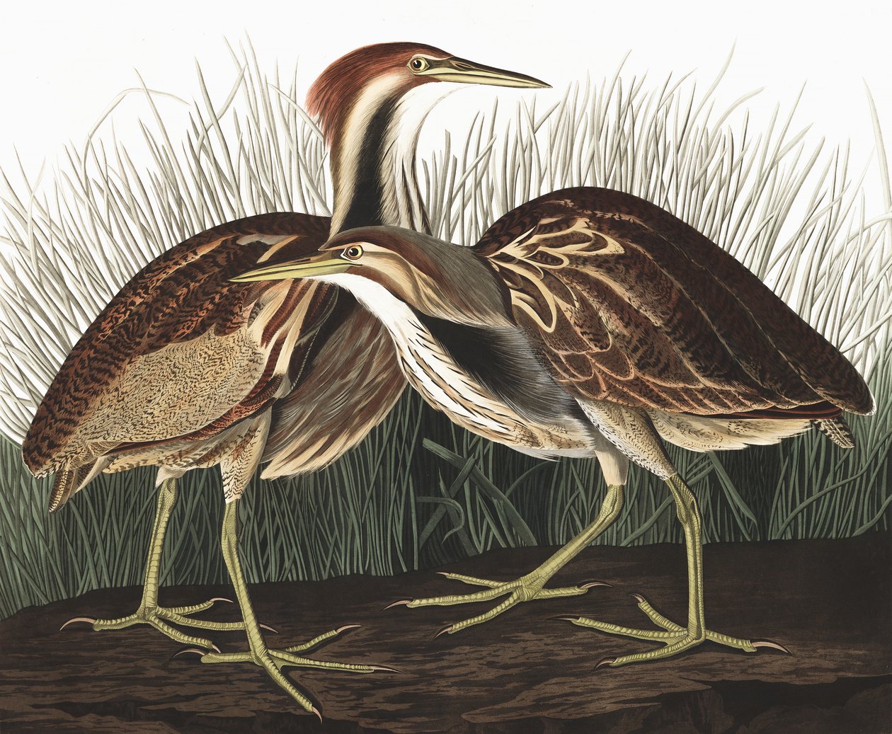 American Bittern, Botaurus Lentiginosus, från "The Birds of America" av John J. Audubon, pub. 1827-38 av John James Audubon